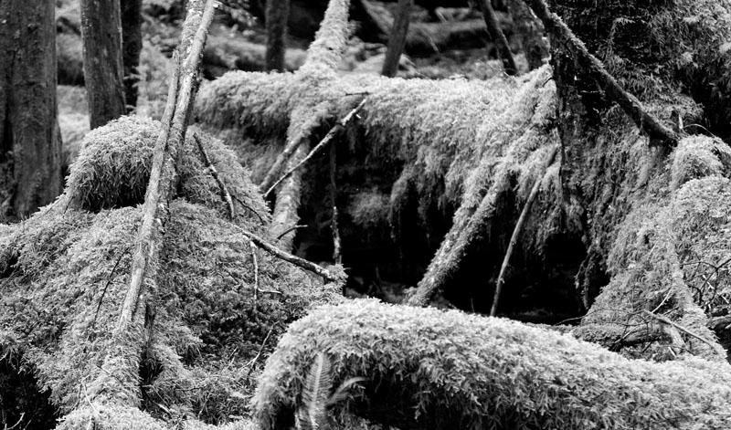 Thick Moss.jpg